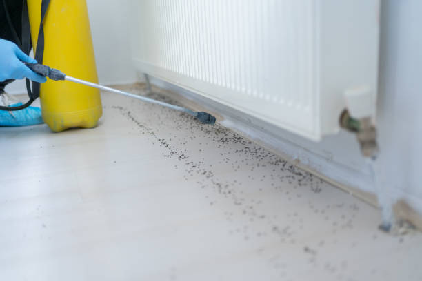 Best Local Pest Control Services  in Griffin, GA